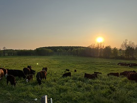 Just a lazy, grazy evening