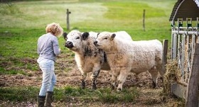 Woman with two cows