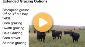 Extended grazing with corn