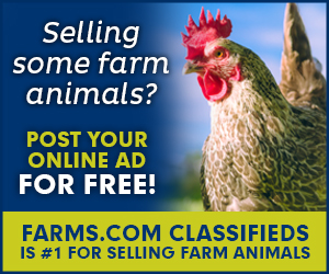 Farms.com Classifieds Farm Animals