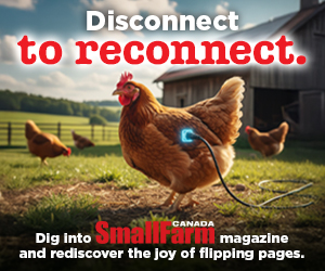 SFC Disconnect to Reconnect - Chicken
