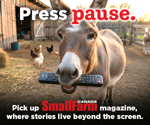 SFC Press Pause - Donkey