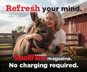 SFC Refresh Your Mind - Donkey