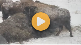 Farming in Saskatchewan