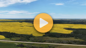 Saskatchewan canola blooms