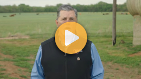 Improving beef marbling