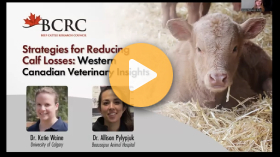 Strategies for reducing calf losses