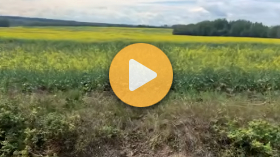 Crop tour: Northern Alberta
