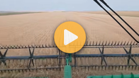 Cutting wheat