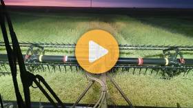 Swathing canola
