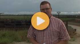 Cattle Markets