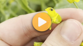 Cabbage Seedpod Weevil in Manitoba