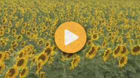 Ag Tourism - Simply Sunflower Farm