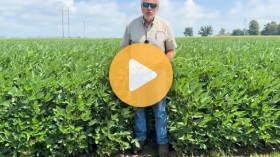 Can early nitrogen increase soybean yield?