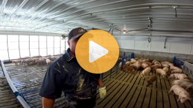 Why we had to buy our pigs from Canada