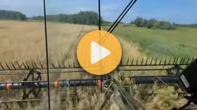 Oat silage