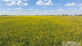 Cash Crop