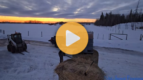Pouring molasses on hay