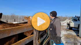 Working on a Manitoba ranch