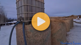 Pouring molasses on hay