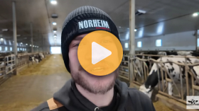 Tending to dairy cattle