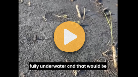 Canola survivability in excess moisture