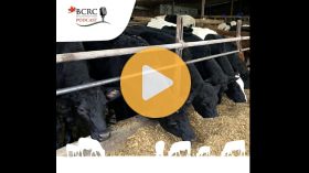Dairy-beef: Starting off on the right hoof