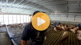Buying hogs from Canada