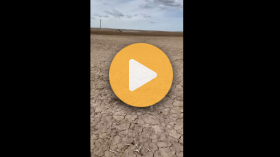 Planting sugar beets