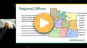 Scouting and managing bertha armyworm
