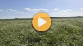 Hay and silage