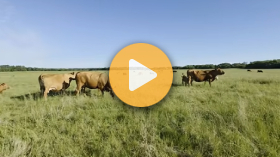 Breeding at a Manitoba ranch