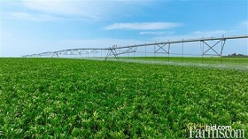 Cash Crop