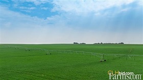 Cash Crop 