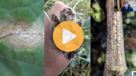 Understanding the blackleg and verticillium connection