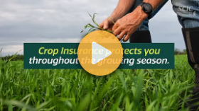 Crop insurance protection throughout the season