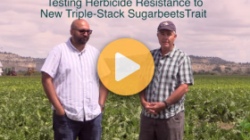 Weed management in sugarbeets