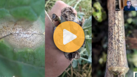 The connection between verticillium and blackleg