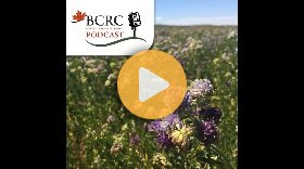 Alfalfa research in Canada