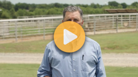 Foot rot in cattle