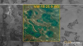 Cash Crop