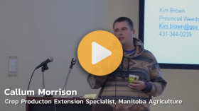 Manitoba weeds update