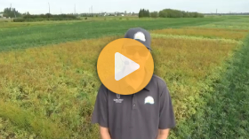 Intercropping chickpeas and flaxen the black soil zone