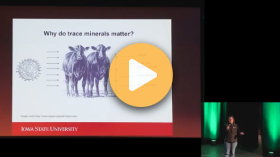 Understanding mineral needs of beef cattle