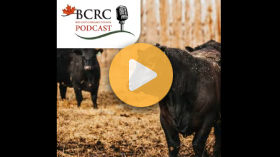 AI bringing big benefits to beef herds