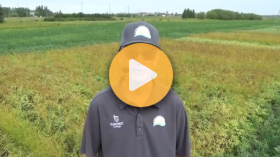 Intercropping chickpeas with flax in the black soil zone