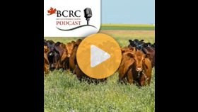 Things to Think About Before Turning Cows Out on High Legume Pastures