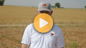 Can manure improve wheat yields?