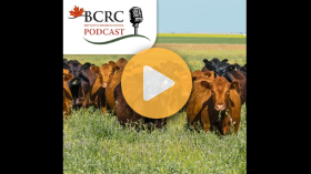 Turning cows out on high legume pastures