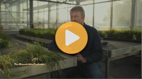 Developing disease resistance in new wheat varieties